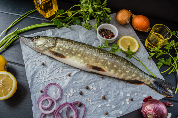 brochet