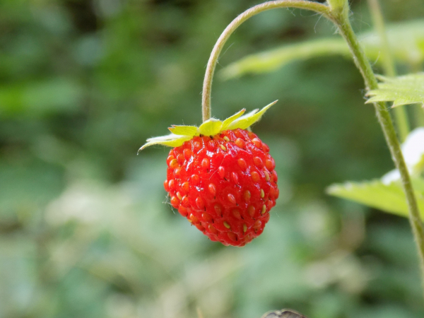 fraise des bois
