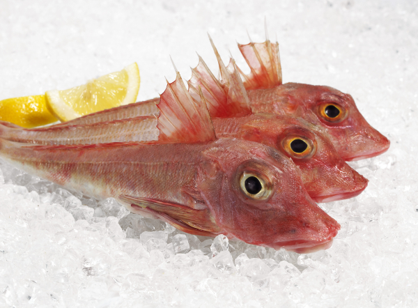 grondin rouge